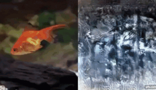 fMRIと機械学習を用いて、脳活動から心