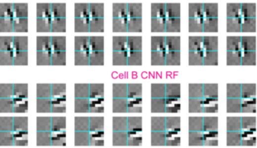 画像を見たときに対する脳細胞の反応をCN