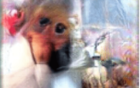 GANを使って猿の脳を活性化させる画像を