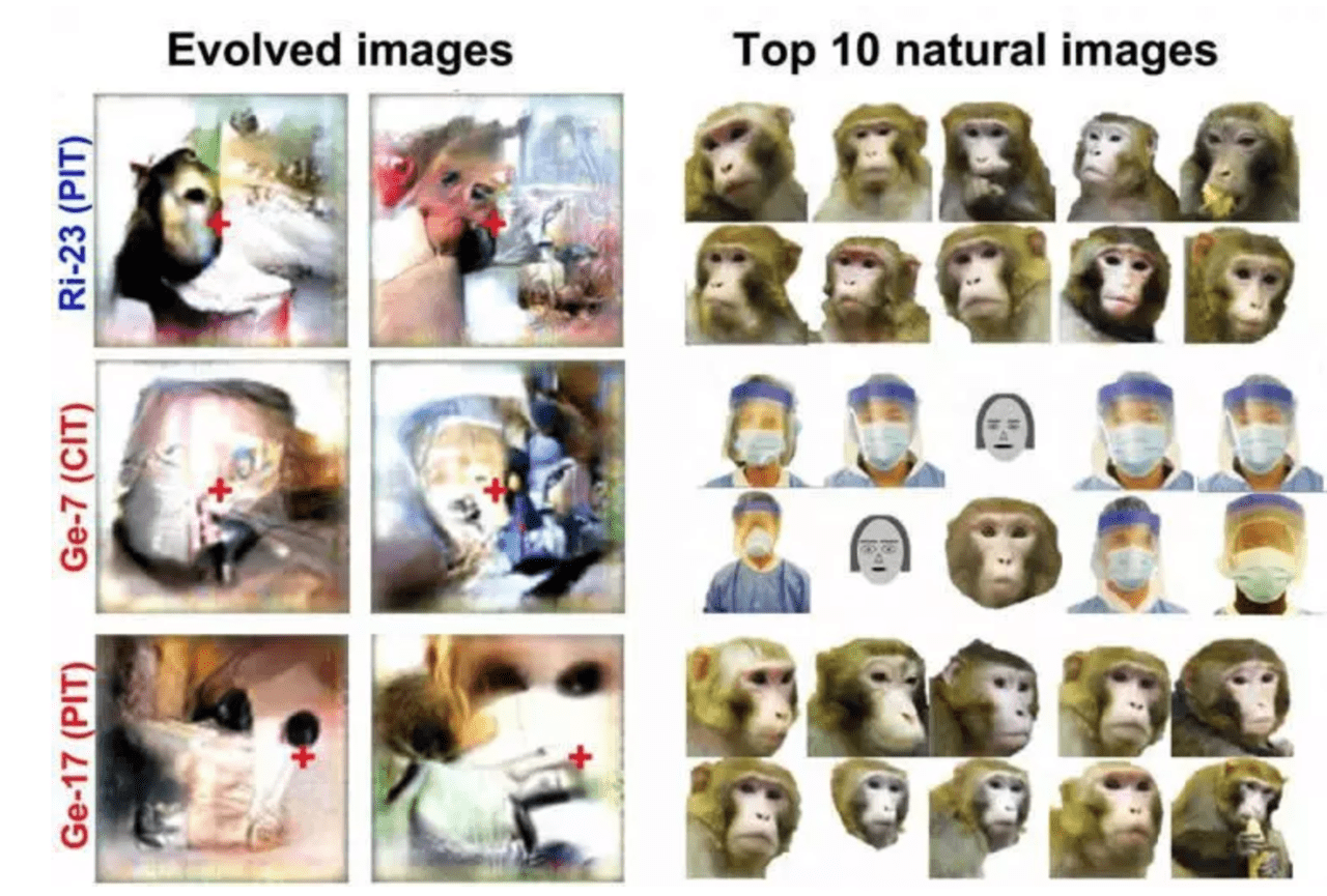 Ganを使って猿の脳を活性化させる画像を生成する方法 Ai Scholar Ai 人工知能 論文 技術情報メディア